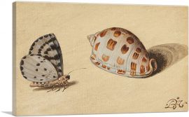 An Arrowhead Blue Butterfly and a Scotch Bonnet Sea Shell-1-Panel-12x8x.75 Thick