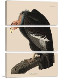 Californian Vulture-3-Panels-60x40x1.5 Thick