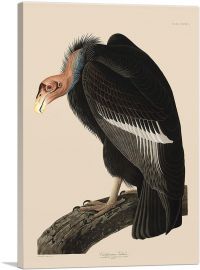 Californian Vulture-1-Panel-26x18x1.5 Thick
