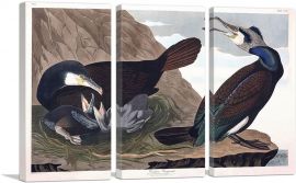 Common Cormorant-3-Panels-60x40x1.5 Thick