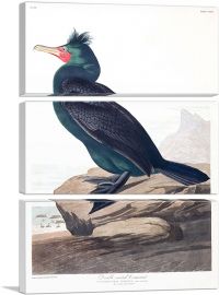 Double Crested Cormorant-3-Panels-60x40x1.5 Thick