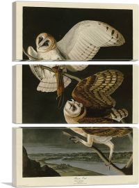 Barn Owl-3-Panels-60x40x1.5 Thick