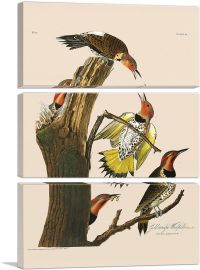 Gold Winged Woodpecker-3-Panels-60x40x1.5 Thick