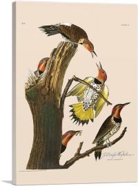 Gold Winged Woodpecker-1-Panel-18x12x1.5 Thick