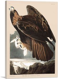 Golden Eagle-1-Panel-40x26x1.5 Thick