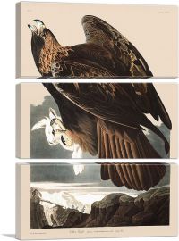 Golden Eagle-3-Panels-90x60x1.5 Thick