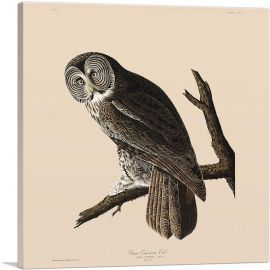 Great Cinereous Owl-1-Panel-18x18x1.5 Thick