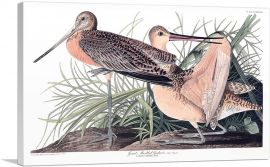 Great Marbled Godwit-1-Panel-18x12x1.5 Thick