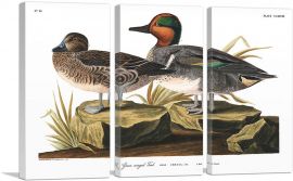 Green Winged Teal-3-Panels-60x40x1.5 Thick
