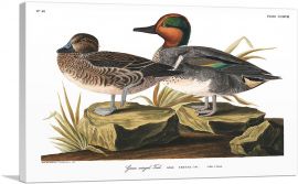 Green Winged Teal-1-Panel-18x12x1.5 Thick