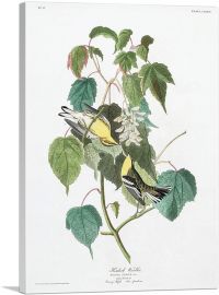 Hemlock Warbler-1-Panel-40x26x1.5 Thick