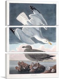 Herring Gull-3-Panels-90x60x1.5 Thick