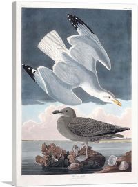 Herring Gull-1-Panel-18x12x1.5 Thick