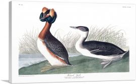 Horned Grebe-1-Panel-12x8x.75 Thick