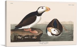 Large Billed Puffin-1-Panel-60x40x1.5 Thick