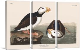 Large Billed Puffin-3-Panels-60x40x1.5 Thick