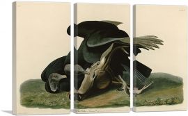 Black Vulture - Carrion Crow-3-Panels-90x60x1.5 Thick
