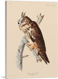 Long Eared Owl-1-Panel-18x12x1.5 Thick