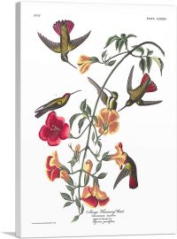 Mango Hummingbird-1-Panel-26x18x1.5 Thick