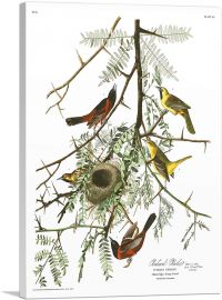 Orchard Oriole-1-Panel-18x12x1.5 Thick