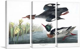 Red Breasted Merganser-3-Panels-60x40x1.5 Thick