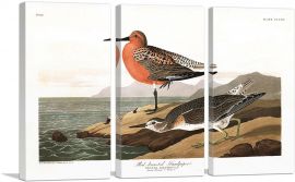 Red Breasted Sandpiper-3-Panels-60x40x1.5 Thick