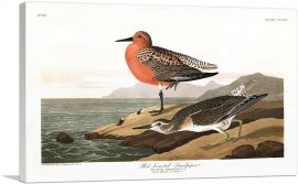 Red Breasted Sandpiper-1-Panel-18x12x1.5 Thick