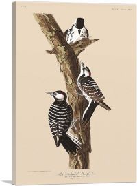 Red Cockaded Woodpecker-1-Panel-40x26x1.5 Thick