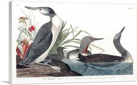 Red Throated Diver-1-Panel-26x18x1.5 Thick