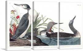 Red Throated Diver-3-Panels-60x40x1.5 Thick