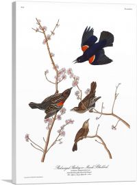 Red Winged Starling-1-Panel-40x26x1.5 Thick