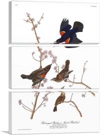 Red Winged Starling-3-Panels-60x40x1.5 Thick