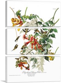 Ruby Throated Humming-3-Panels-60x40x1.5 Thick