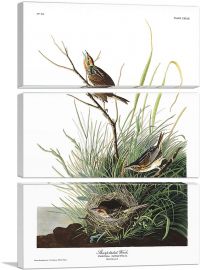 Sharp Tailed Finch-3-Panels-60x40x1.5 Thick
