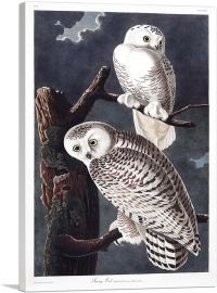 Snowy Owl-1-Panel-40x26x1.5 Thick