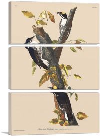 Three Toed Woodpecker-3-Panels-60x40x1.5 Thick
