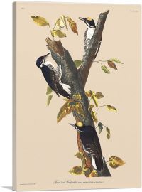 Three Toed Woodpecker-1-Panel-40x26x1.5 Thick