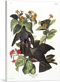 White Crowned Pigeon-1-Panel-12x8x.75 Thick