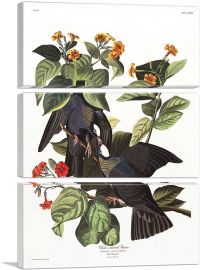 White Crowned Pigeon-3-Panels-90x60x1.5 Thick