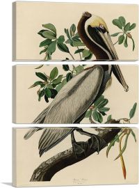 Brown Pelican-3-Panels-90x60x1.5 Thick