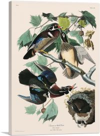 Wood Duck-1-Panel-40x26x1.5 Thick