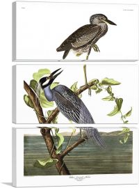 Yellow Crowned Heron-3-Panels-60x40x1.5 Thick