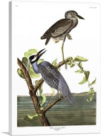 Yellow Crowned Heron-1-Panel-26x18x1.5 Thick