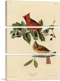 Cardinal Grosbeak-3-Panels-90x60x1.5 Thick