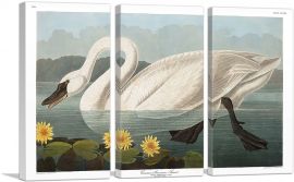 Common American Swan-3-Panels-60x40x1.5 Thick