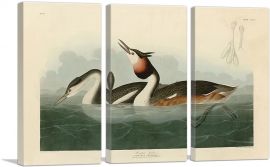 Crested Grebe-3-Panels-90x60x1.5 Thick