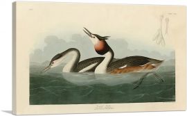 Crested Grebe-1-Panel-12x8x.75 Thick