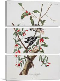 Downy Woodpecker-3-Panels-60x40x1.5 Thick