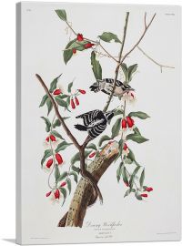 Downy Woodpecker-1-Panel-26x18x1.5 Thick