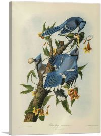 Blue Jay-1-Panel-40x26x1.5 Thick